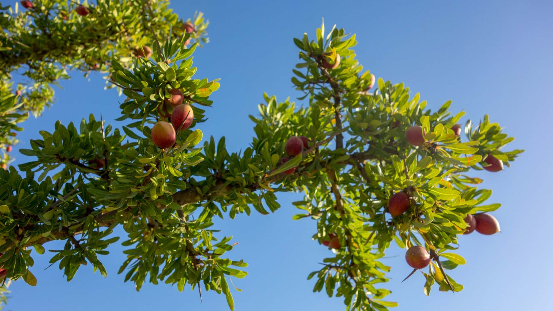Argan Tree: The Precious Source of Morocco’s Liquid Gold